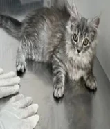 Maine coon 3