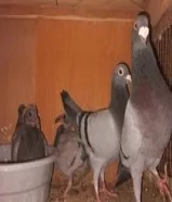 للبيع أزواج زاجل ولاحم مع انتاجهم