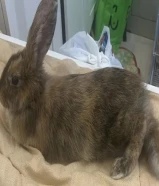Rabbit for sale
