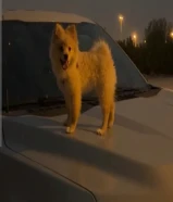 جرو بوميرينيان للبيع