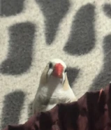 طائر الزيبرا