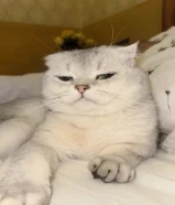 Pure Scottish fold male cat