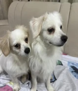 كلاب للتبني ^ مو قد المسؤوليه لا ترسل ^