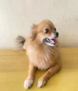 كلب صحي ونشيط ولعوب ومع القفص