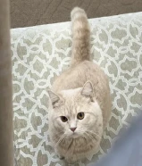 قط ذكر للتبني