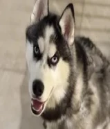 Husky alaskan original