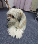 DThis puppy knows how to bathe and knows how to go to the bathroom when he needs to.