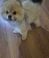 للبيع جلبين بمرانين