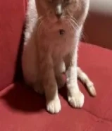 ذكر سكوتش فولد للتبني بسعر رمزي