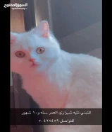 نثيه شيرازي للتبني لعوب وحنونه جدا العمر سنه و 10 شهور