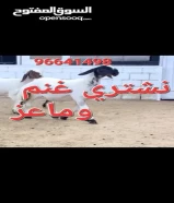 نشتري غنم وماعز مراح