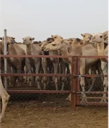 للاستيراد جمال . حاشي قعدان حشو من الصومال