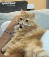 Turkish female cat for adoption
