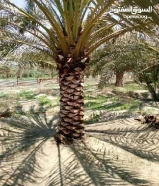 زراع نخيل وتنظيف تكيس وما يخص الزراعة وحدائق منزلية وأشجار تقطيع وزراعة وعقود نخل سنوي