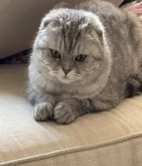 قطة للتبني مع جميع مستلزمتها