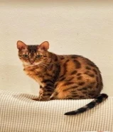 للبيع بنچال أنثى للبيع