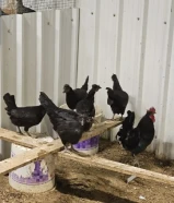 دجاج عربي صنف