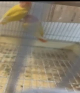 للبيع لاف بيرد وكناري افحل