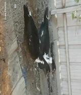 بط مصري ودجاج عربي