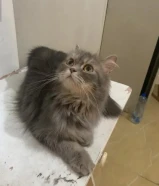 قطه للبيع همالايا مهجنة بيعة سريعة