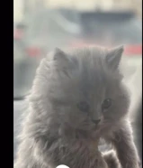 للبيع قطوه عمرها شهرين ونص