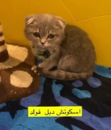 جموعة قطط للبيع