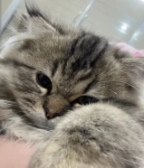 للبيع قطو عمره 3 شهور ونص