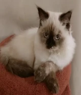 قطه انثى ( تم تعقيم القطه ) اخذت جميع المطاعيم الضروريه.. عمر القطه 6 اشهر