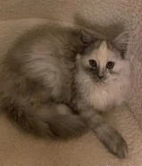 قطه انثى شيرازيه عمرها 3 اشهر للتبني التواصل واتس م