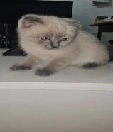 قطط للبيع سكوتج فولد وبرتش صغار و كبار