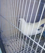 حمام واحد وقواق وواحد زاجل وواحد صفاق