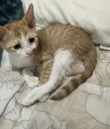 قط انقاذ العمر شهرين