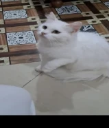 قطه تركي للتبني بدون مقابل مجانا turkey cat for free