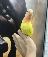 للبيع فرخ لوف بيرد ربوه 100 /100