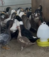 بط فرنسي احجام جامبو