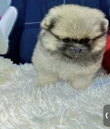 بومرينين للبيع