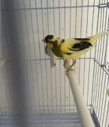 كناري تمبرادو اسباني