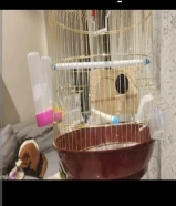 قفص عصافير للبيع