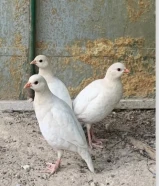 للبيع حجل ابيض مميز