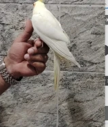 للبيع زوج كروان