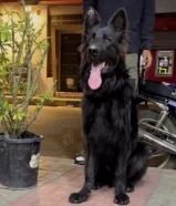 ذكر جيرمن لونج هير رويال بلاك من اقوى خطوط الدم فى العالم