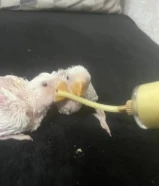 فروخ روز/ لوف بيرد احجام طيبه للبيع