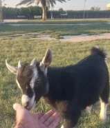 تيس تشيكي ربوه عمره شهرين ونص