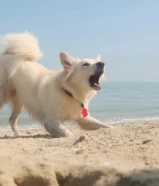 للبيع شيبرد سويسري