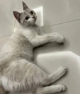 قطوة للتبني "انثى" اقرأ الوصف