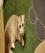 نثيه نوع نادر منجكن القزم