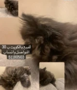 30 دينارولد ولعوب حيل وكتكوت الون اسود على بني وحليبي وكتكوت حيل اللي بياخذه يخاف الله فيه