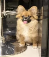 Female Pomchi Puppy – Vaccinated –