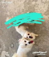 كلبين للتبني سوا