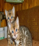 Male and female Bengal Kittens for a new home